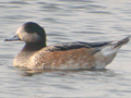 Chiloe Wigeon
